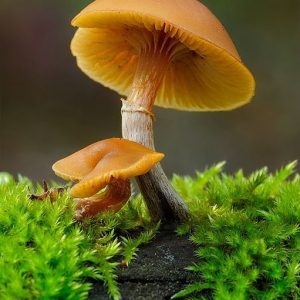 1-OCTEN-3-OL (MUSHROOM ALCOHOL) 10% PG / Грибной спирт (Bedoukian)