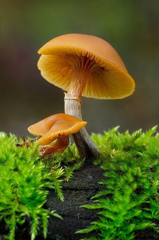 1-OCTEN-3-OL (MUSHROOM ALCOHOL) 10% PG / Грибной спирт (Bedoukian)