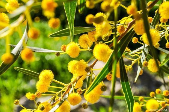 Acalea TT (IFF) aka Mimosa Heptanal / Акалея