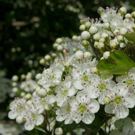 Acetanisole 660002 (Symrise) кристаллическое вещество / Ацетанисол