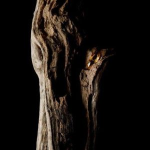 Agarwood CO2 (India) Oud 50% DPG / Уд сверхкритический экстракт