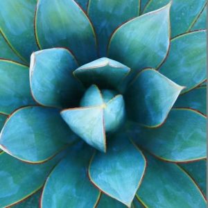 AGAVE PERFUME OIL (CND) / АГАВА ПАРФЮМЕРНЫЙ КОНЦЕНТРАТ