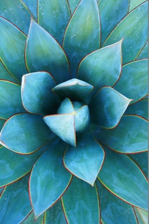 AGAVE PERFUME OIL (CND) / АГАВА ПАРФЮМЕРНЫЙ КОНЦЕНТРАТ