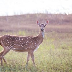 ANIMALID / Анималид