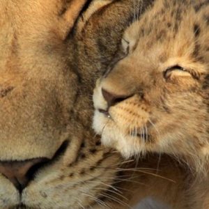Animalis 601132 (Synarome) / Анималис