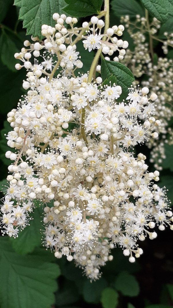 ANISALDEHYDE / Анисовый альдегид