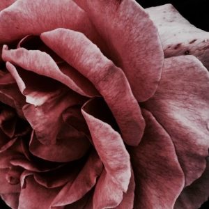 Apo Patchone Coeur (IFF) / Апо Патчон