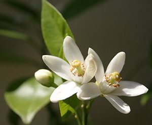 Auralva aka Aurantiol (Methyl Anthranilate Schiff's Base) IFF / Ауральва