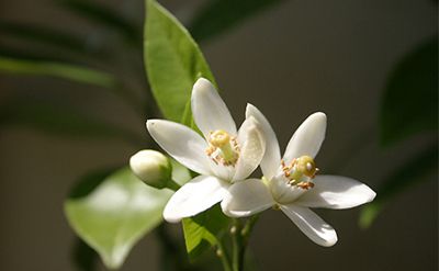 Auralva aka Aurantiol (Methyl Anthranilate Schiff's Base) IFF / Ауральва