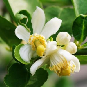 b-NAPTHYL ISOBUTYL ETHER 80 (IFF) / Изобутиловый эфир бета-нафтола
