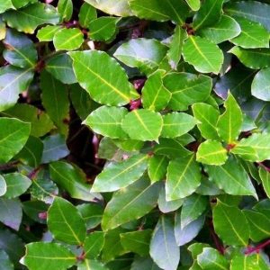 Bay leaf EO (Бэй 100% эфирное масло)