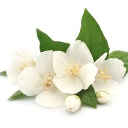 Benzyl Acetate (Symrise) / Бензил ацетат