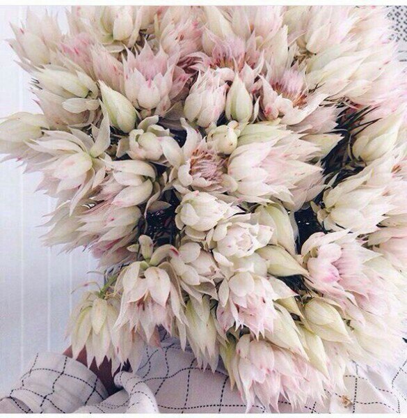 Benzyl Acetate (Symrise) / Бензил ацетат