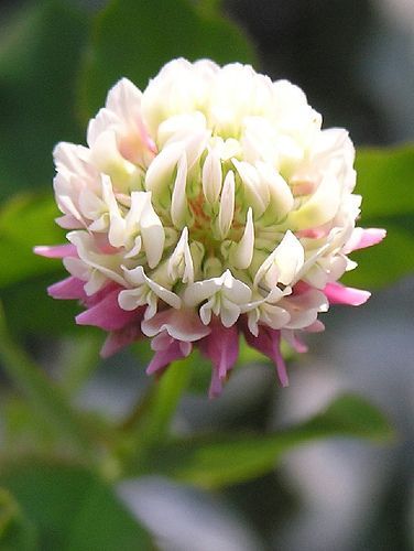Benzyl Benzoate (Natural) / Бензил бензоат