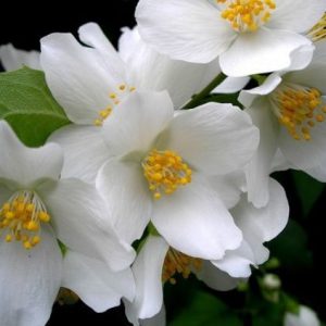 Benzyl Salicylate (Givaudan) / Бензил салицилат