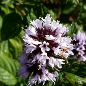 BERGAMOT MINT EO (100% ЭФИРНОЕ МАСЛО БЕРГАМОТНАЯ МЯТА) США