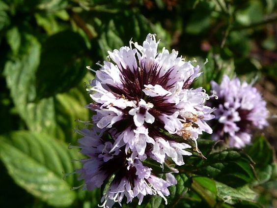 BERGAMOT MINT EO (100% ЭФИРНОЕ МАСЛО БЕРГАМОТНАЯ МЯТА) США
