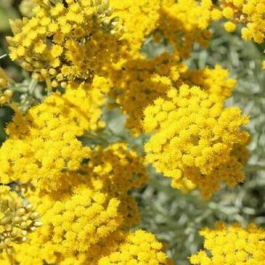 HELICHRYSUM (IMMORTELLE) ITALICUM ABSOLUTE FRANCE 50% (БЕССМЕРТНИК АБСОЛЮТ)