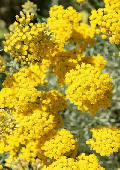 HELICHRYSUM (IMMORTELLE) ITALICUM ABSOLUTE FRANCE 50% (БЕССМЕРТНИК АБСОЛЮТ)