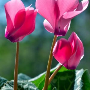 Biocyclamol (Takasago) / Биоцикламол