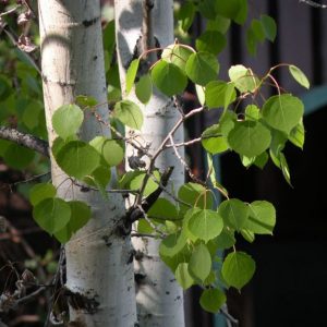 Birch leaf Givco 50% (Givaudan)/ Лист березы реконструкция