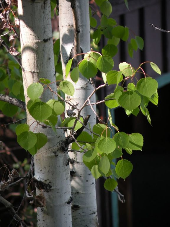 Birch leaf Givco 50% (Givaudan)/ Лист березы реконструкция