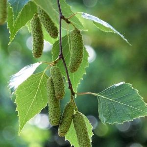 BIRCH SWEET EO (100% эфирное масло березы сладкой)