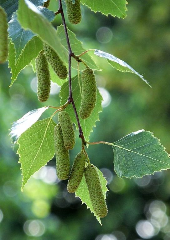 BIRCH SWEET EO (100% эфирное масло березы сладкой)