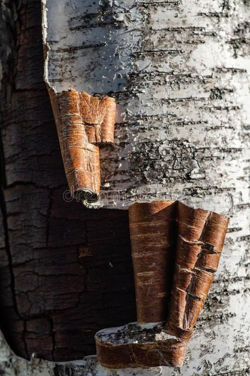 Birch Tar (Rectified) EO / Березовый деготь 10% очищенное эфирное масло
