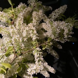 BIRD CHERRY 1548 BASE PFW / ЧЕРЕМУХА БАЗА
