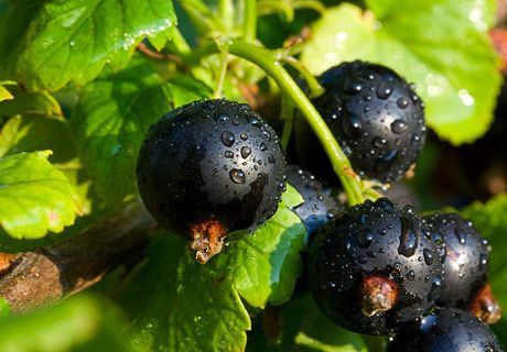 BLACK CURRANT PERFUME OIL (CND) / ЧЕРНАЯ СМОРОДИНА ПАРФЮМЕРНЫЙ КОНЦЕНТРАТ