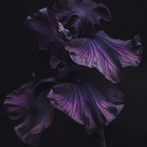 Black Iris fragrance compound (A.F.C.) / Черный ирис премиум парфюмерный концентрат