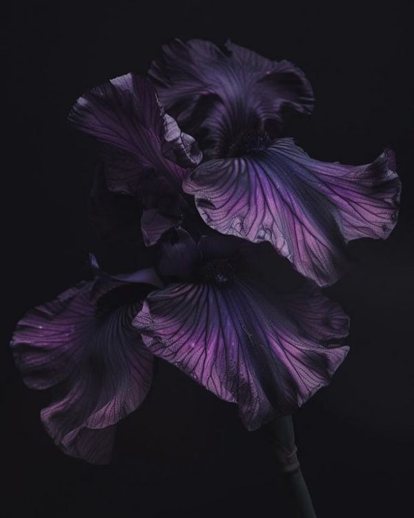 Black Iris fragrance compound (A.F.C.) / Черный ирис премиум парфюмерный концентрат