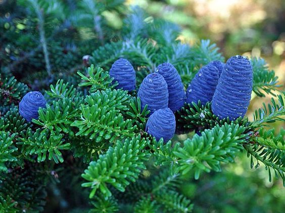 Black Spruce Canada EO (Черная ель Канада 100% эфирное масло)