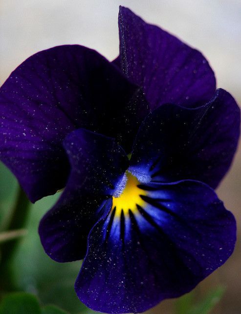 BLACK VIOLET PERFUME OIL (CND) / ЧЕРНАЯ ФИАЛКА ПАРФЮМЕРНЫЙ КОНЦЕНТРАТ