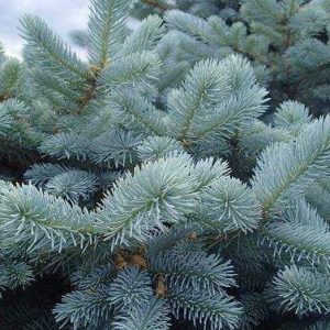 BLUE SPRUCE PERFUME OIL (CND) / ГОЛУБАЯ ЕЛЬ ПАРФЮМЕРНЫЙ КОНЦЕНТРАТ