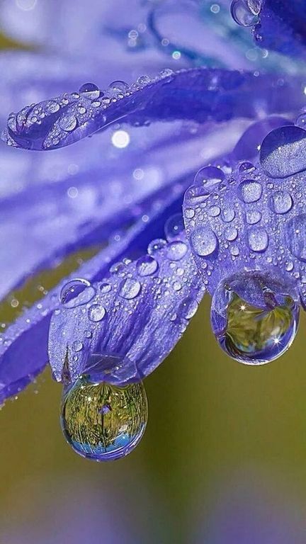 Bluebell PERFUME OIL (CND) / Колокольчик ПАРФЮМЕРНЫЙ КОНЦЕНТРАТ