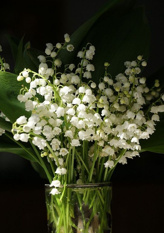 Bourgeonal® (Givaudan) / Бурженаль