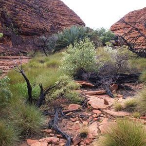 Buddhawood EO (Australia) / Дерево Будды 100% эфирное масло