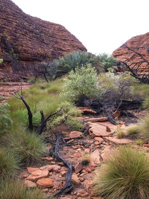 Buddhawood EO (Australia) / Дерево Будды 100% эфирное масло