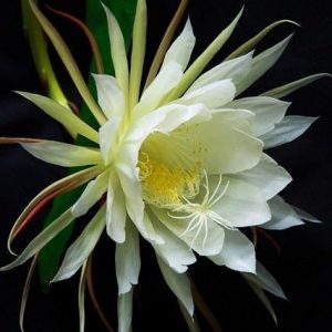 CACTUS FLOWER PERFUME OIL (CND) / ЦВЕТОК КАКТУСА ПАРФЮМЕРНЫЙ КОНЦЕНТРАТ