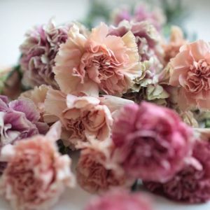 Carnation base KAE / Гвоздика база