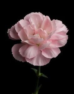 CARNATION PERFUME OIL (S.O.S.) / ГВОЗДИКА ЦВЕТЫ ПАРФЮМЕРНЫЙ КОНЦЕНТРАТ