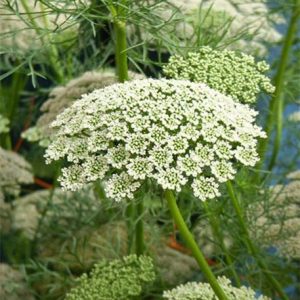 Carrot seed EO (Морковь семена 100% эфирное масло)
