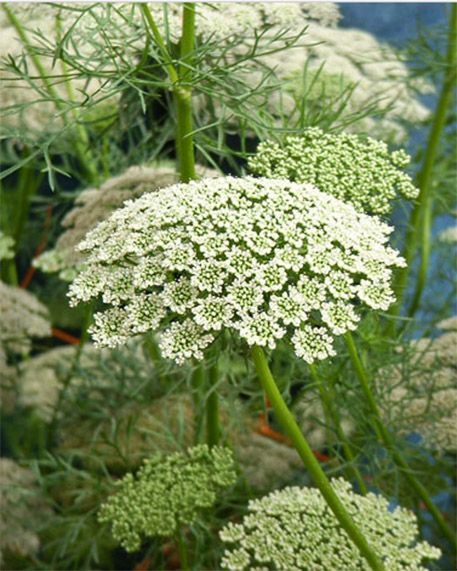 Carrot seed EO (Морковь семена 100% эфирное масло)