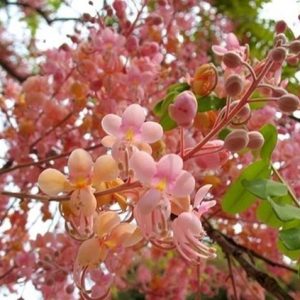 CASSIA PERFUME OIL (S.O.S.) / КАССИЯ ПАРФЮМЕРНЫЙ КОНЦЕНТРАТ