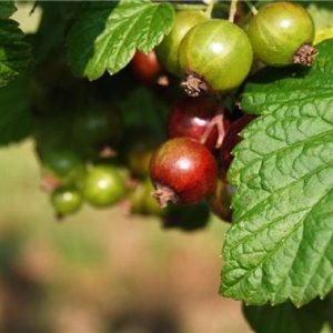 CASSIS BASE 345 BB (FIRMENICH) / Черная смородина