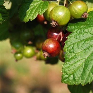 CASSIS BASE 345 BB (FIRMENICH) / Черная смородина база