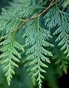 Cedar leaf EO / Кедр лист 100% эфирное масло