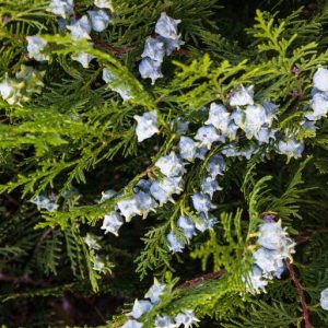 Cedarwood China EO (Кедр китайский 100% эфирное масло)